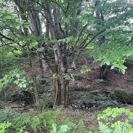 Соколів Камінь Novoselitsa  Exteriér fotografie