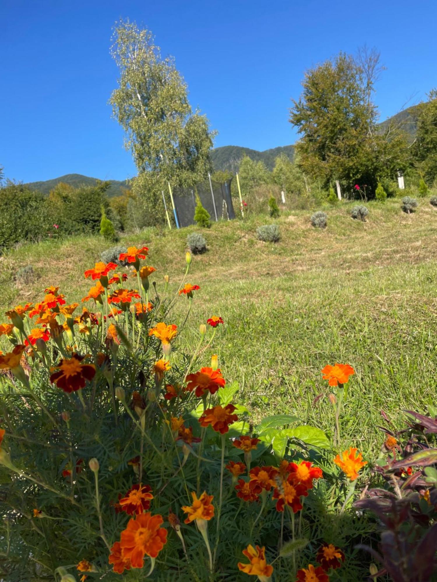 Соколів Камінь Novoselitsa  Exteriér fotografie