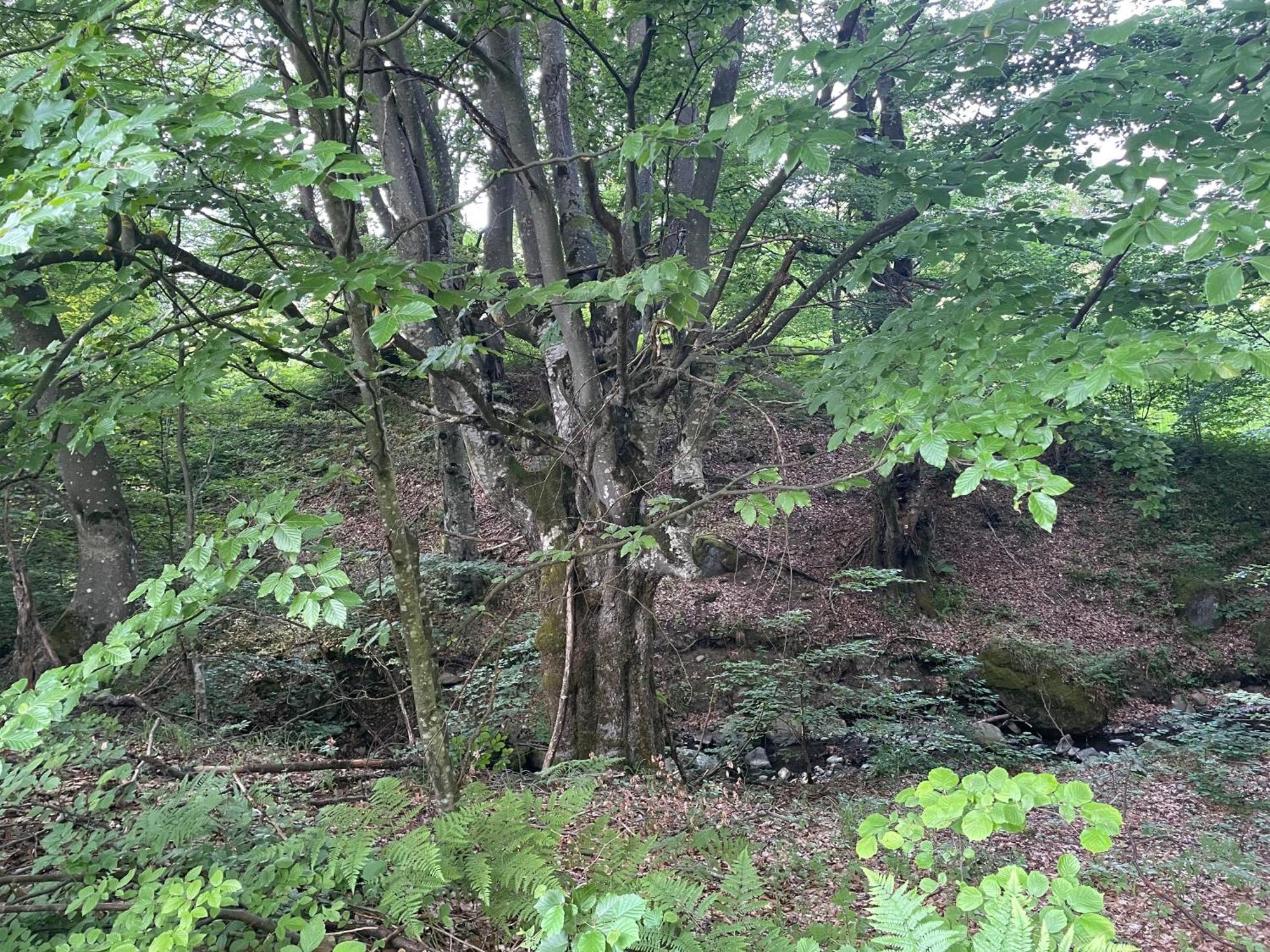 Соколів Камінь Novoselitsa  Exteriér fotografie